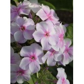 Флокс Phlox Седая Нева
